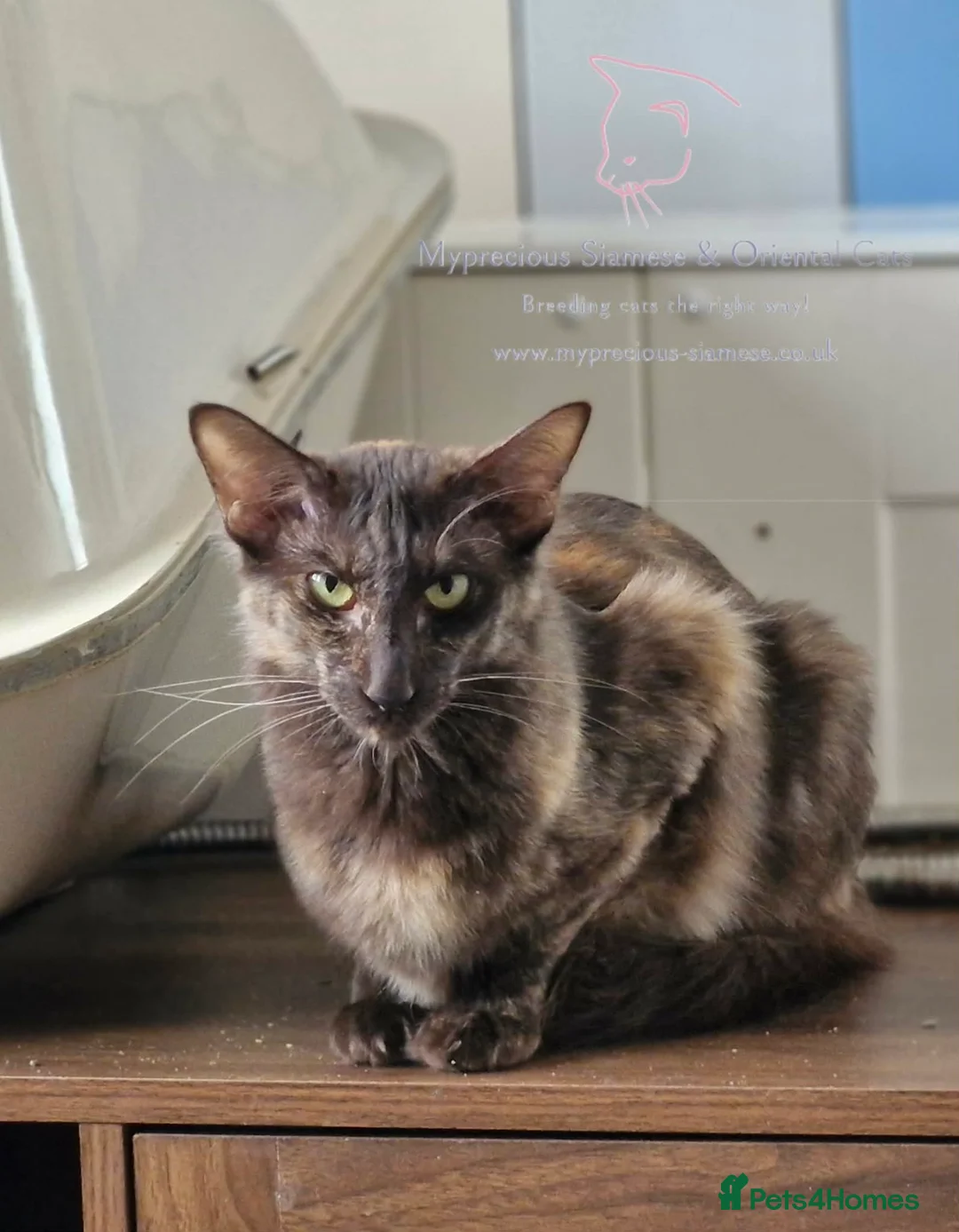 Oriental cats for sale: Beautiful Chocolate Tortie Oriental Longhair in Oswestry - Advert 1