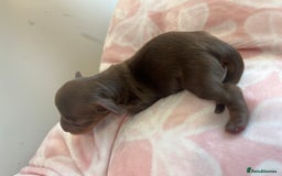 Miniature Dachshund dogs for sale: Miniture dashaund puppies long haired and dapple - Image 9