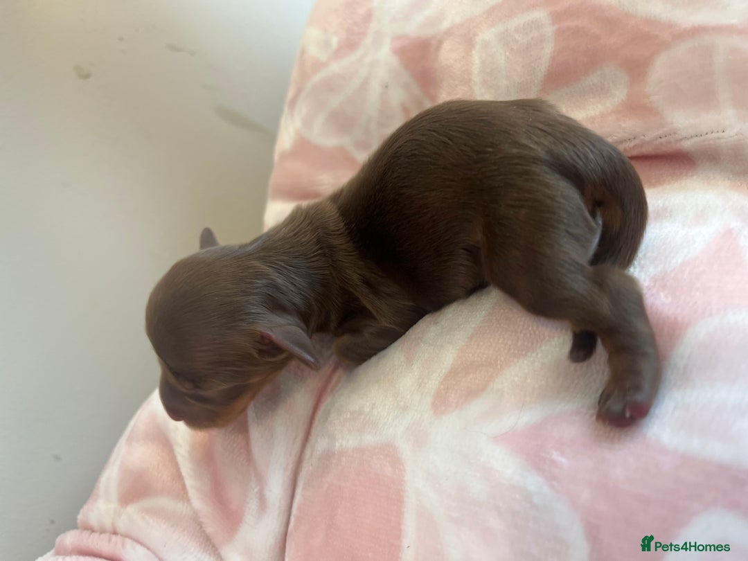 Miniature Dachshund dogs for sale: Miniture dashaund puppies long haired and dapple - Image 9