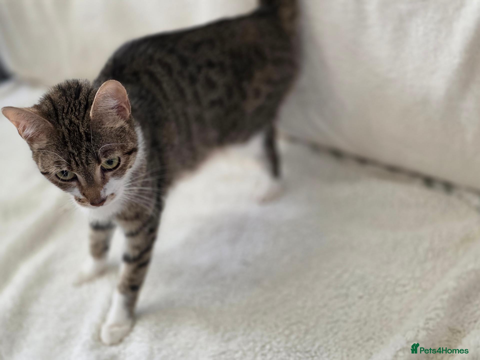 Mixed Breed cats 🐾 Gorgeous Home-Raised Tabby & White Kittens 🐾 - Advert 2