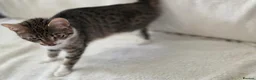 Mixed Breed cats for sale: 🐾 Gorgeous Home-Raised Tabby & White Kittens 🐾 in Rochdale - Advert 1