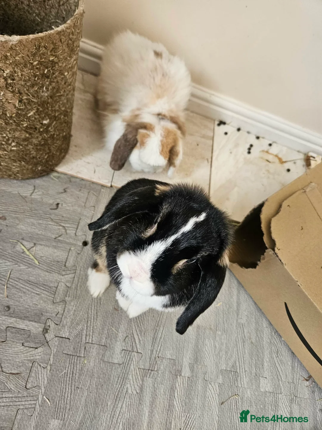 Mini Lop rabbits for sale: 2 bonded Mini Lops & entire indoor set up in Birmingham - Advert 1