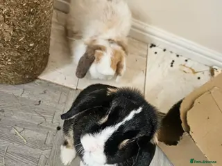 Mini Lop rabbits 2 bonded Mini Lops & entire indoor set up - Advert 1