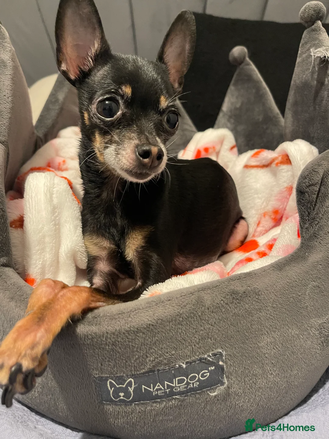 Miniature Pinscher dogs for sale: Miniature Pincher  - Advert 1