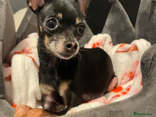 Miniature Pinscher dogs Miniature Pincher - Advert 1