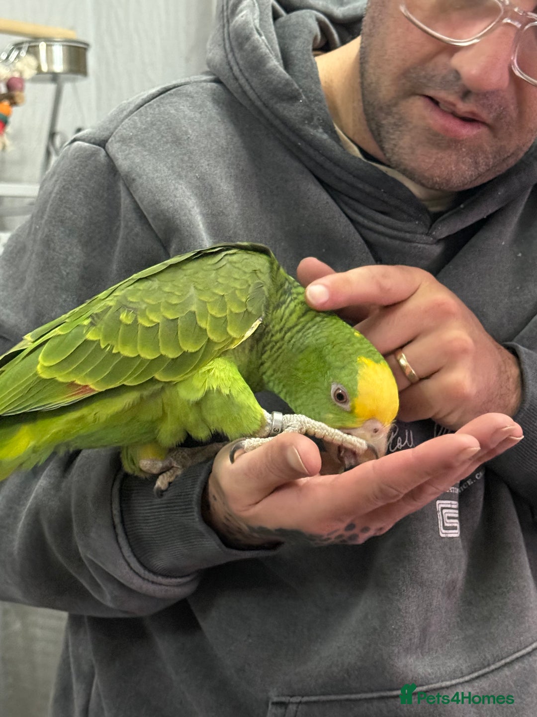 Parrots birds for sale: Double Yellow Head Amazon hand reared female  - Advert 4