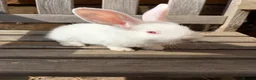 Continental Giant rabbits for sale: Various Continental Giant babies available  - Advert 6