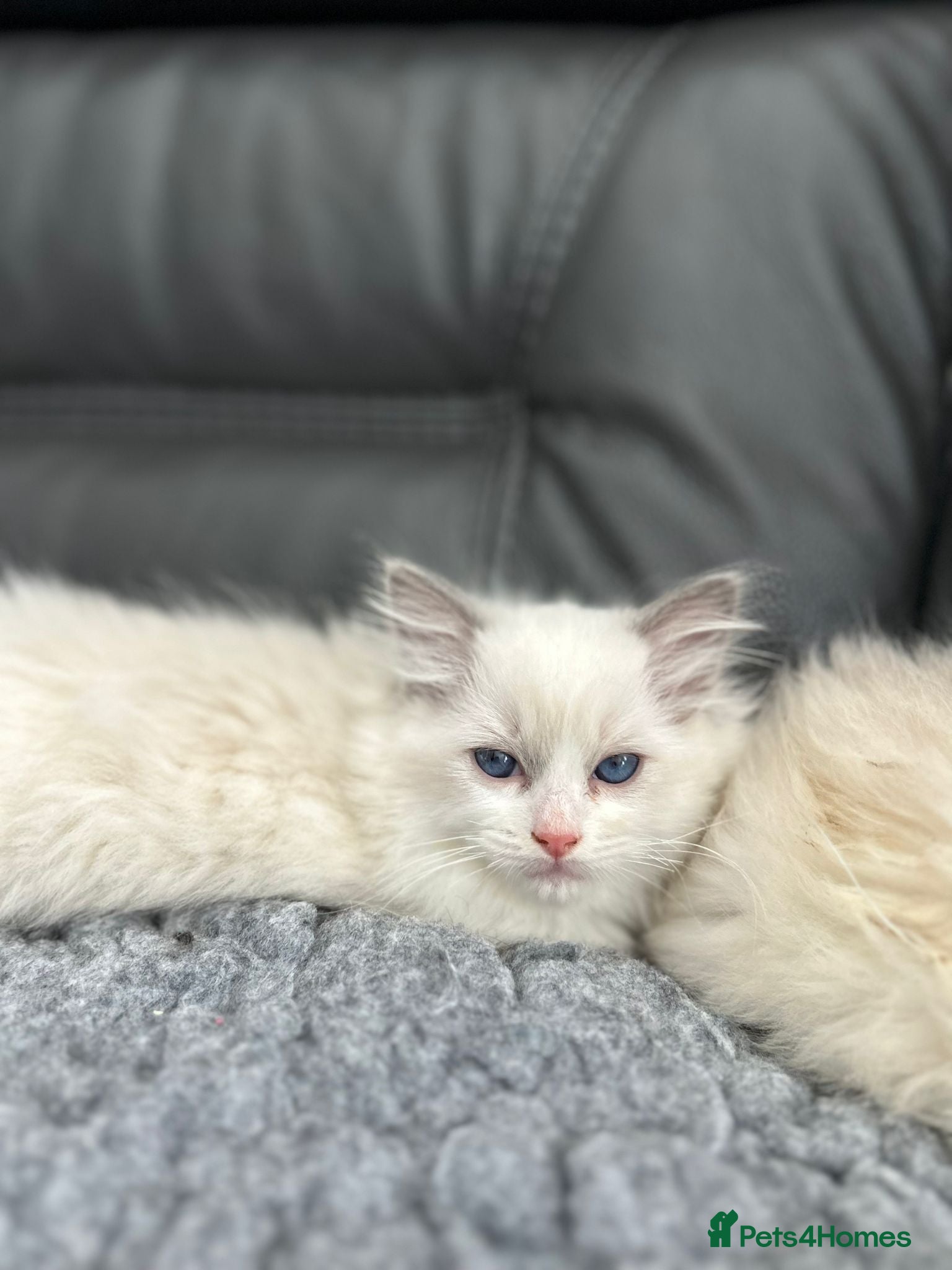 Ragdoll cats GCCF Registered Ragdoll Kittens For Sale  - Advert 2