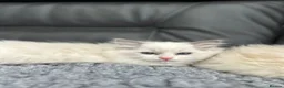 Ragdoll cats for sale: GCCF Registered Ragdoll Kittens For Sale  - Advert 2