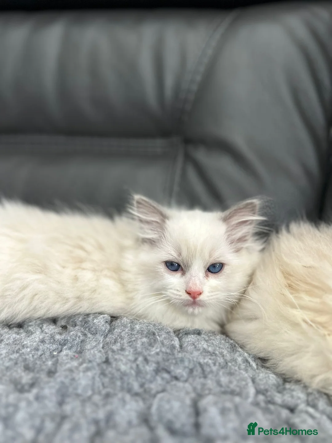 Ragdoll cats for sale: GCCF Registered Ragdoll Kittens For Sale  - Advert 2