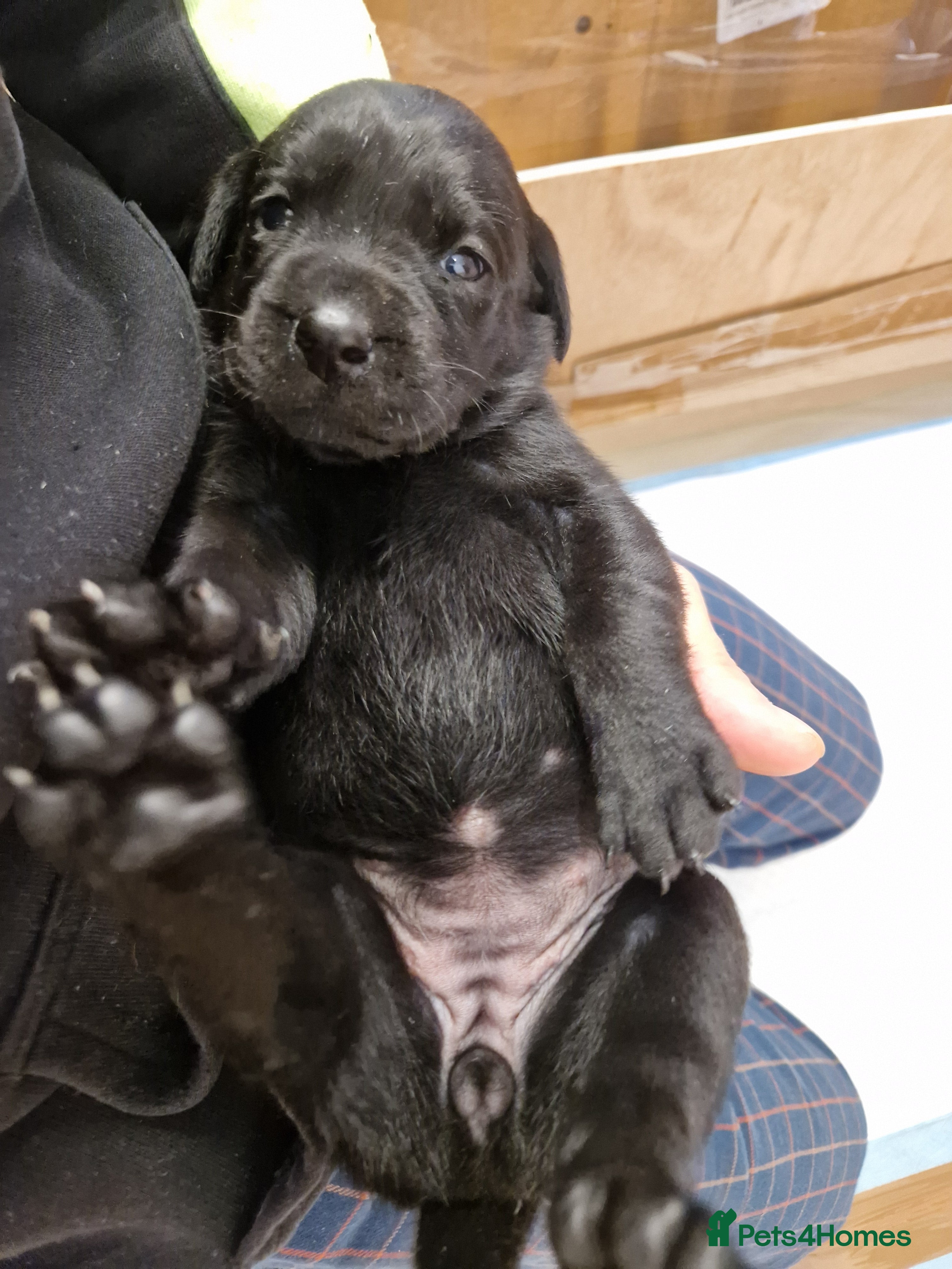 Labrador Retriever dogs Black Lab Pups INT FT Ch Sire Champion Bloodlines - Advert 2