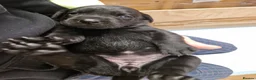 Labrador Retriever dogs for sale: Black Lab Pups INT FT Ch Sire Champion Bloodlines - Advert 30
