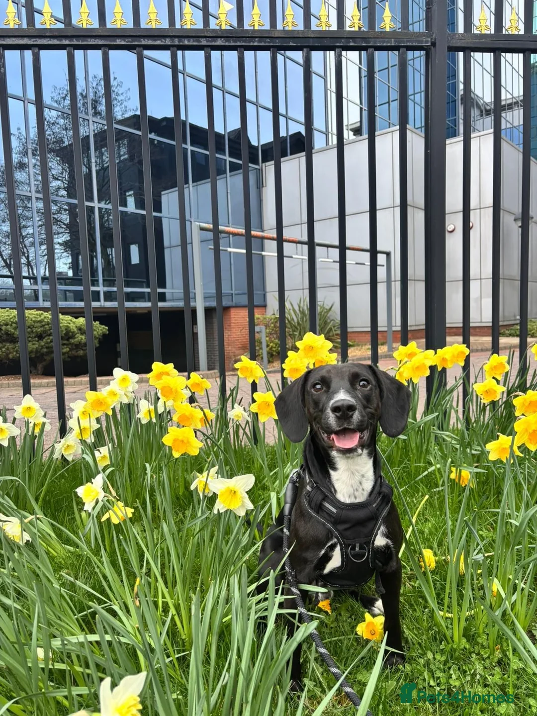 Mixed Breed dogs for adoption: ❤️🐶 WALTER – SWEET YOUNG BOY NEEDS URGENT FOSTER in Salford - Advert 1