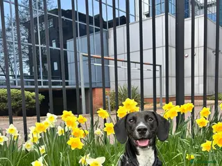 Mixed Breed dogs ❤️🐶 WALTER – SWEET YOUNG BOY NEEDS URGENT FOSTER - Advert 1