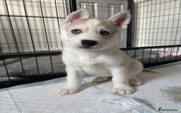 Siberian Husky dogs for sale: 8 Purebred Siberian Husky Puppies - Image 14