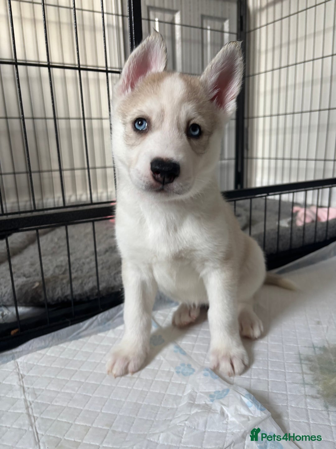 Siberian Husky dogs for sale: 8 Purebred Siberian Husky Puppies - Image 14