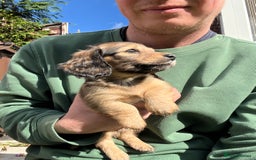 Miniature Dachshund dogs for sale: Red & Shaded Cream! KC Mini Long Haired Dachshunds - Image 8
