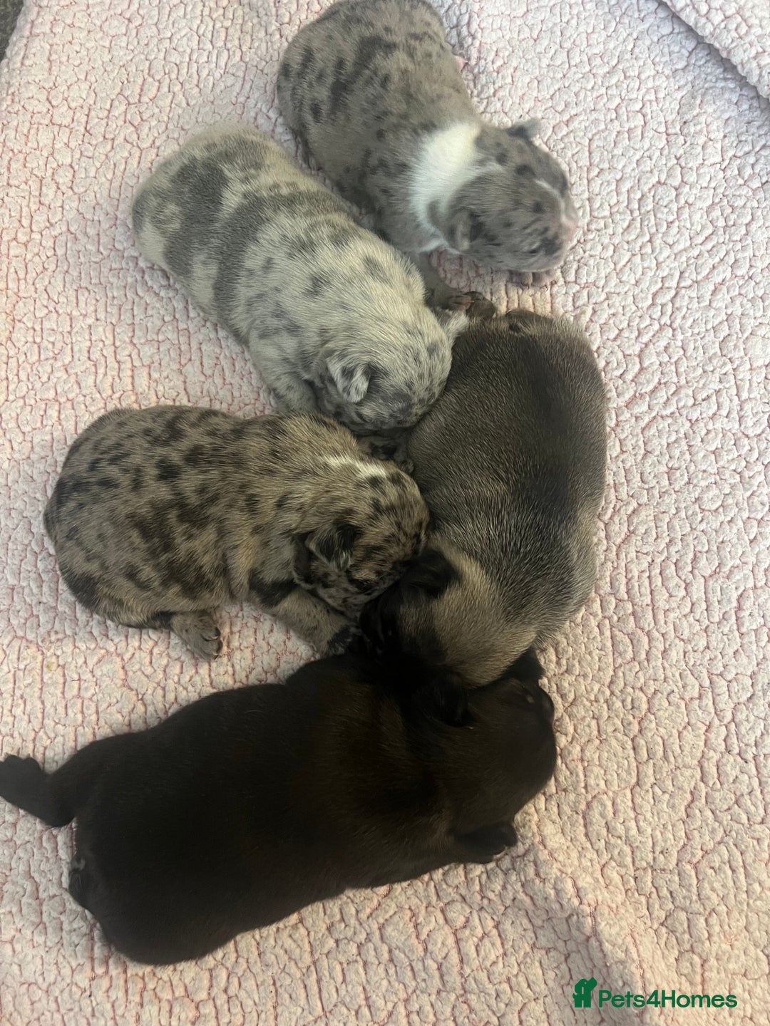 French Bulldog dogs for sale: 5 beautiful French bulldogs for sale - Image 4