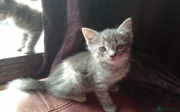 Mixed Breed cats for sale: Awesome Spotty Dotty Silver  Blue Bengal x Kittens - Image 15