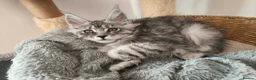 Maine Coon cats for sale: ✨ STUNNING TICA REGISTERED MAINE COON KITTENS ✨ in Livingston - Advert 11