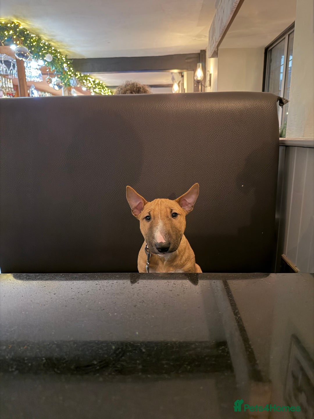 Miniature Bull terrier dogs for sale: Miniature bull terrier  - Advert 1