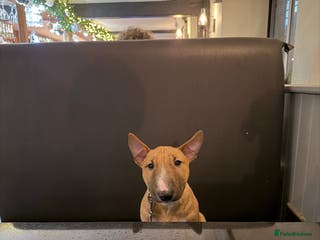 Miniature Bull terrier dogs Miniature bull terrier - Advert 10