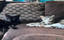 British Shorthair cats for sale: Kittens  - Image 3