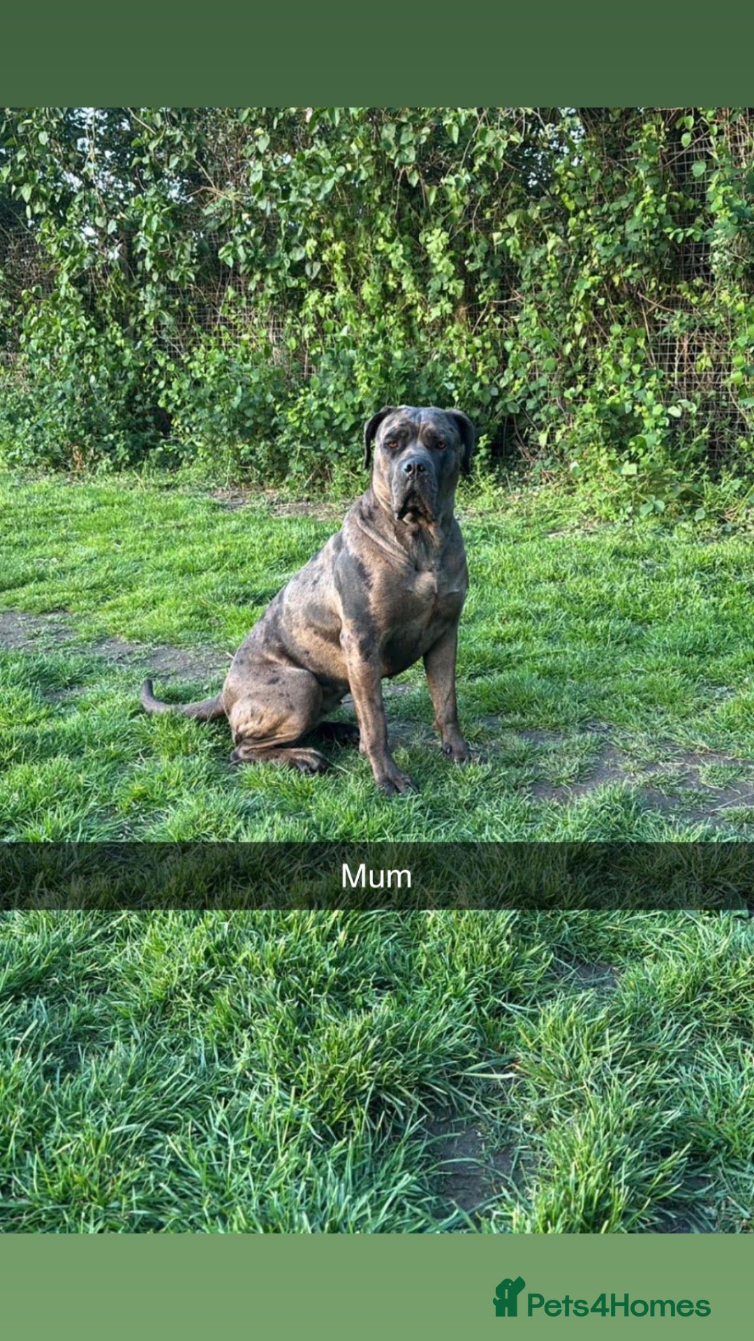 Cane Corso dogs Cane corso pups  - Advert 7