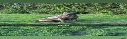 Cane Corso dogs for sale: Cane corso pups  in Nuneaton - Advert 1