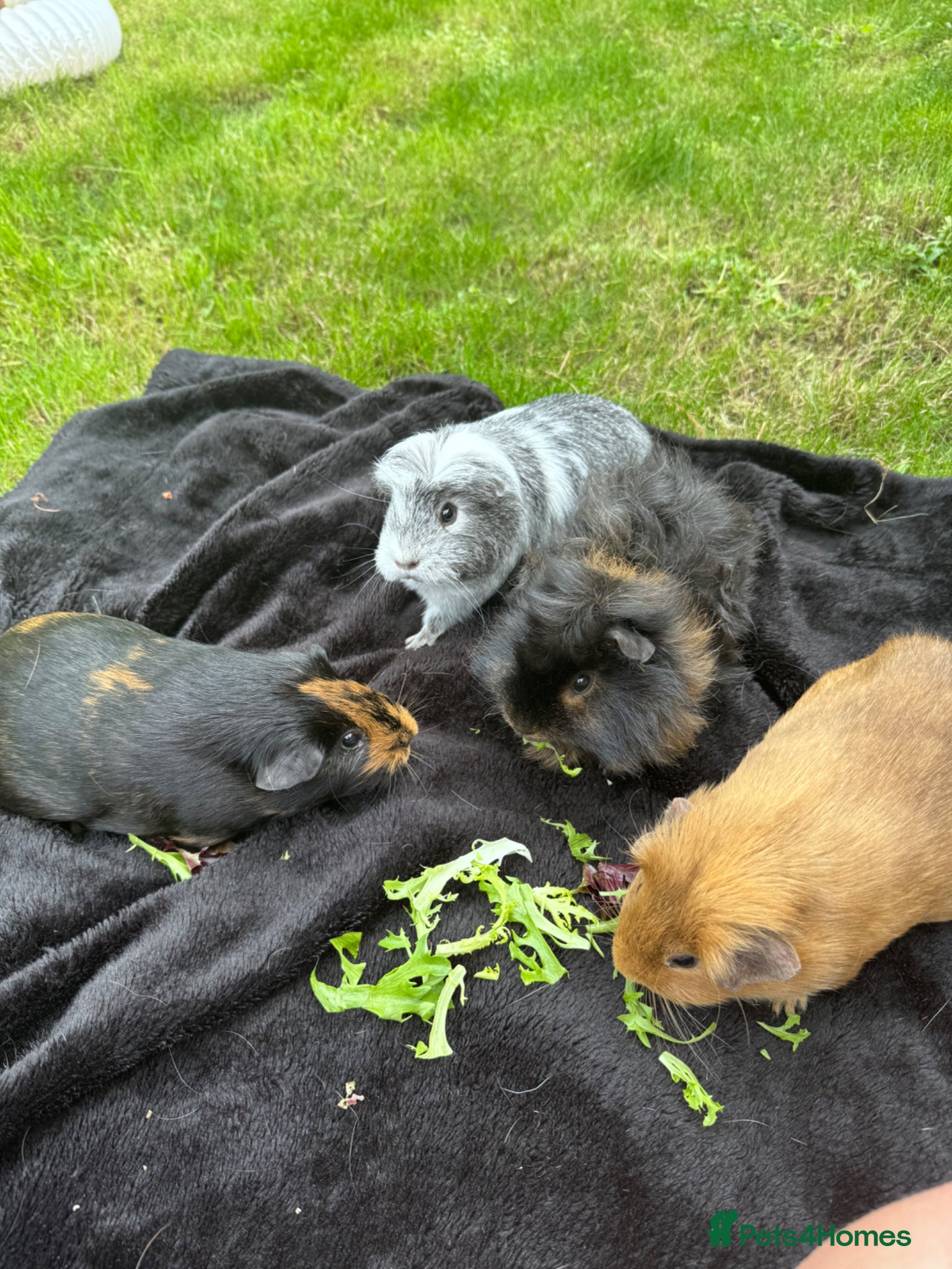 Guinea Pig rodents 3 guinea pig girls for sale  - Advert 2