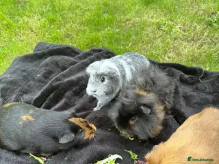 Guinea Pig rodents 3 guinea pig girls for sale - Advert 2