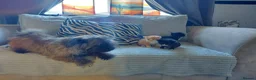 Mixed Breed cats for sale: Beautiful fluffy kittens - Advert 6