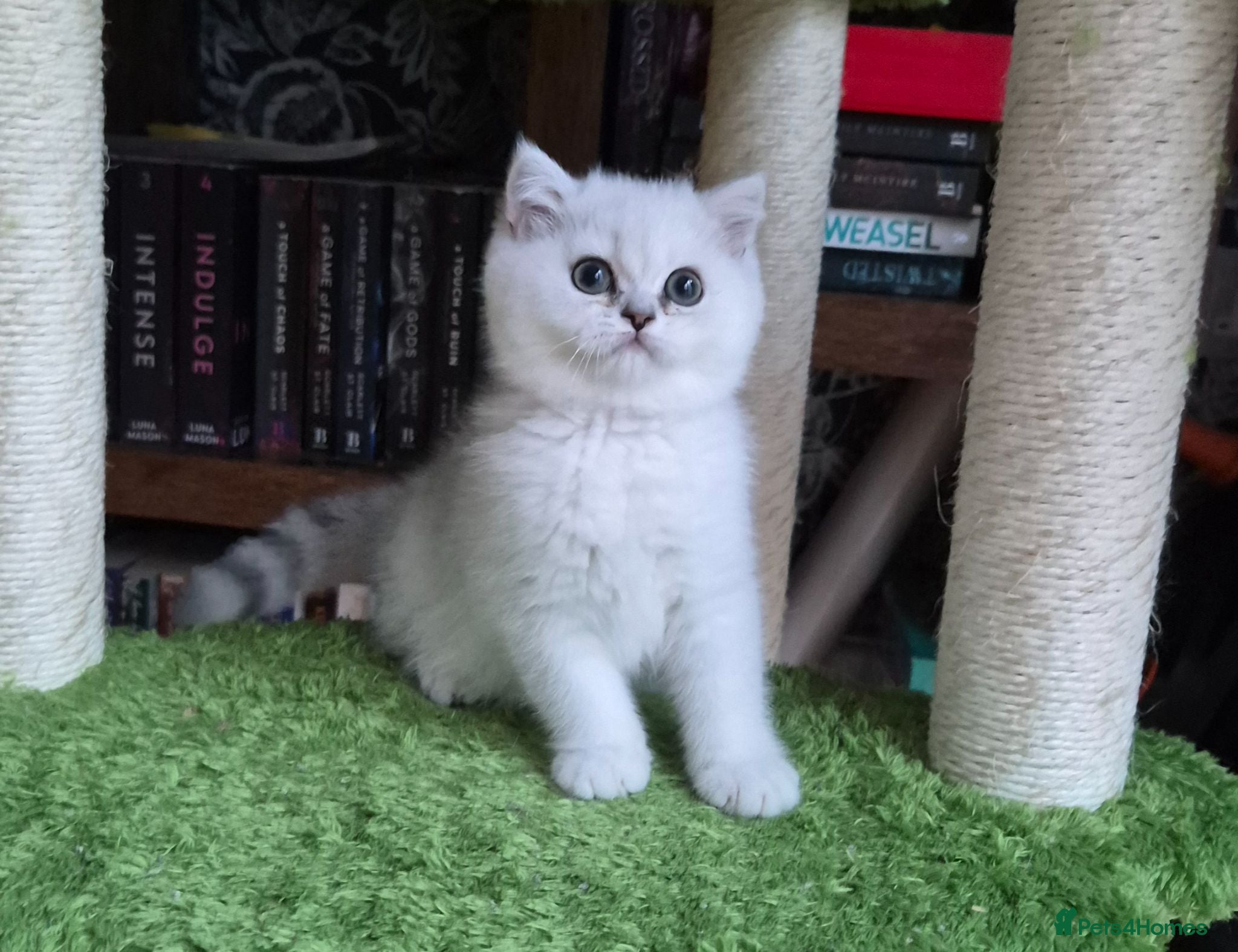 British Longhair cats Stunning Black Tipped British  - Advert 18