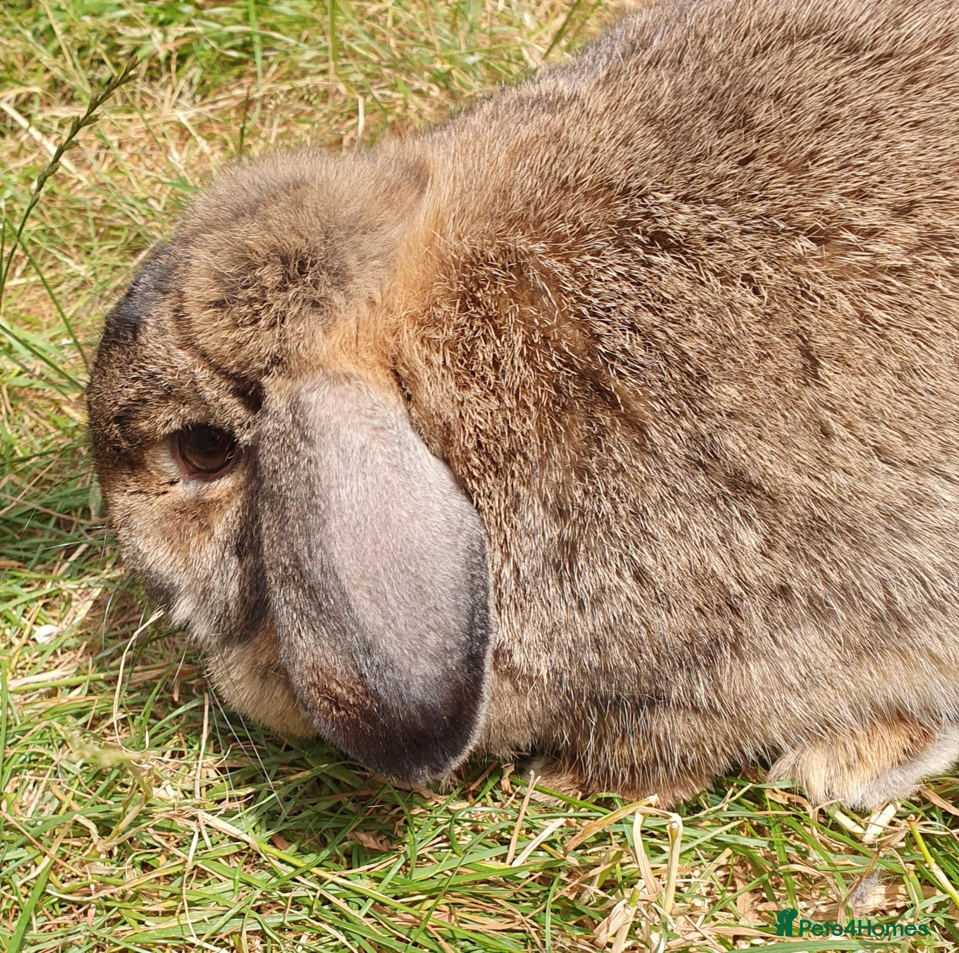 Mini Lop rabbits Spayed/neutered rabbits for adoption, vac Rhd2 - Advert 1
