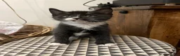 Mixed Breed cats for sale: Adorable Kittens for Sale – Used to Dogs 🐱❤️ - Advert 5