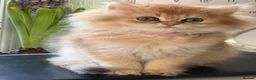 British Longhair cats for sale: British Longhair golden kittens TICA - Advert 3
