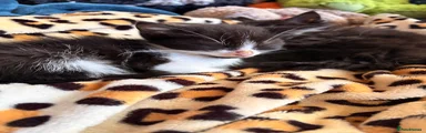 Mixed Breed Kitten 5