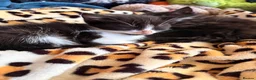 Mixed Breed cats for sale: READY TO LEAVE ASAP!! 5 kittens for sale! - Advert 2