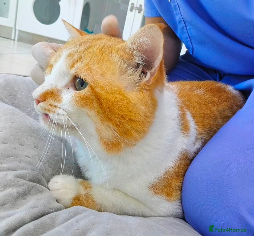 Mixed Breed cats for adoption: [Indoors Only] Tweety! Teddy loving bear  - Advert 1