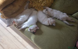 Ragdoll cats for sale: 3 Bluepoint Ragdoll kittens born 6th September! 🐈 - Image 9