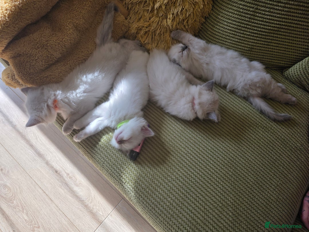 Ragdoll cats for sale: 3 Bluepoint Ragdoll kittens born 6th September! 🐈 - Image 9