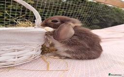 Mini Lop rabbits for sale: Pure mini lops, otters, grey, blue - Image 10