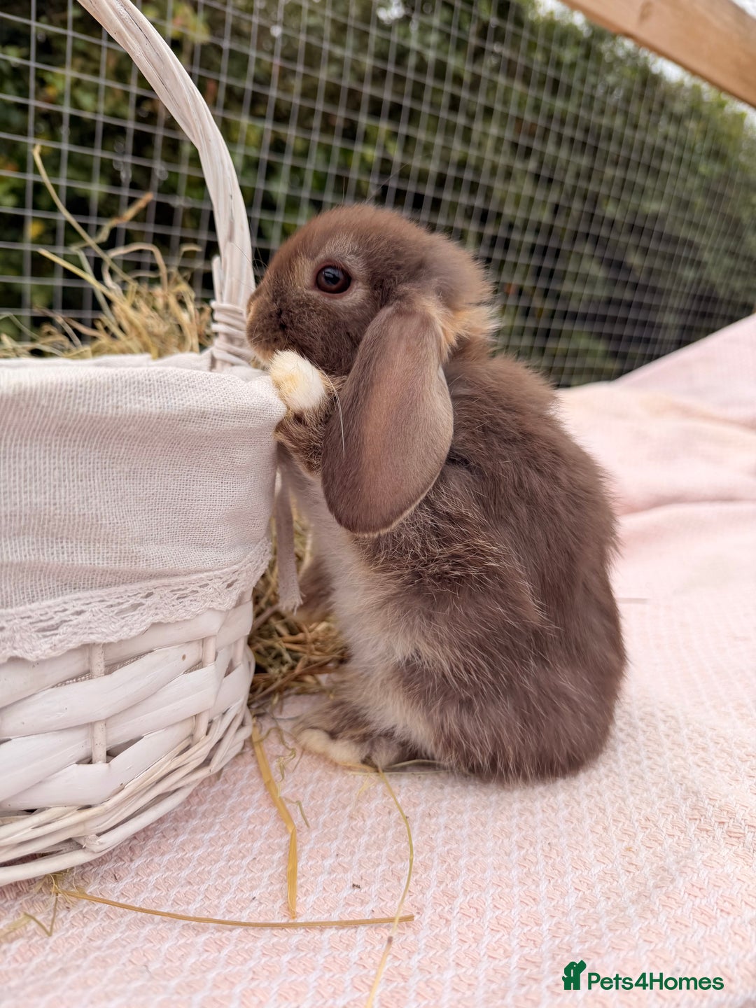Mini Lop rabbits for sale: Pure mini lops, otters, grey, blue - Image 10