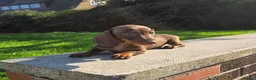 Miniature Dachshund dogs for sale: Beautiful choc & tan female - Advert 7