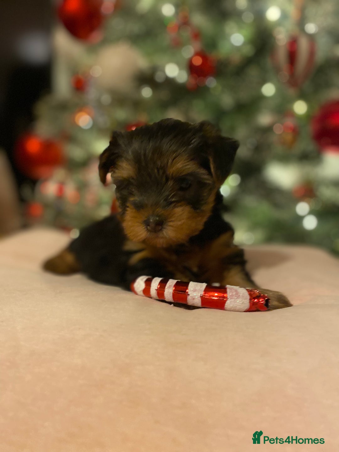 Yorkshire Terrier dogs for sale: Beautiful 2 Girls Yorkshire Terrier Pedigree  - Advert 15