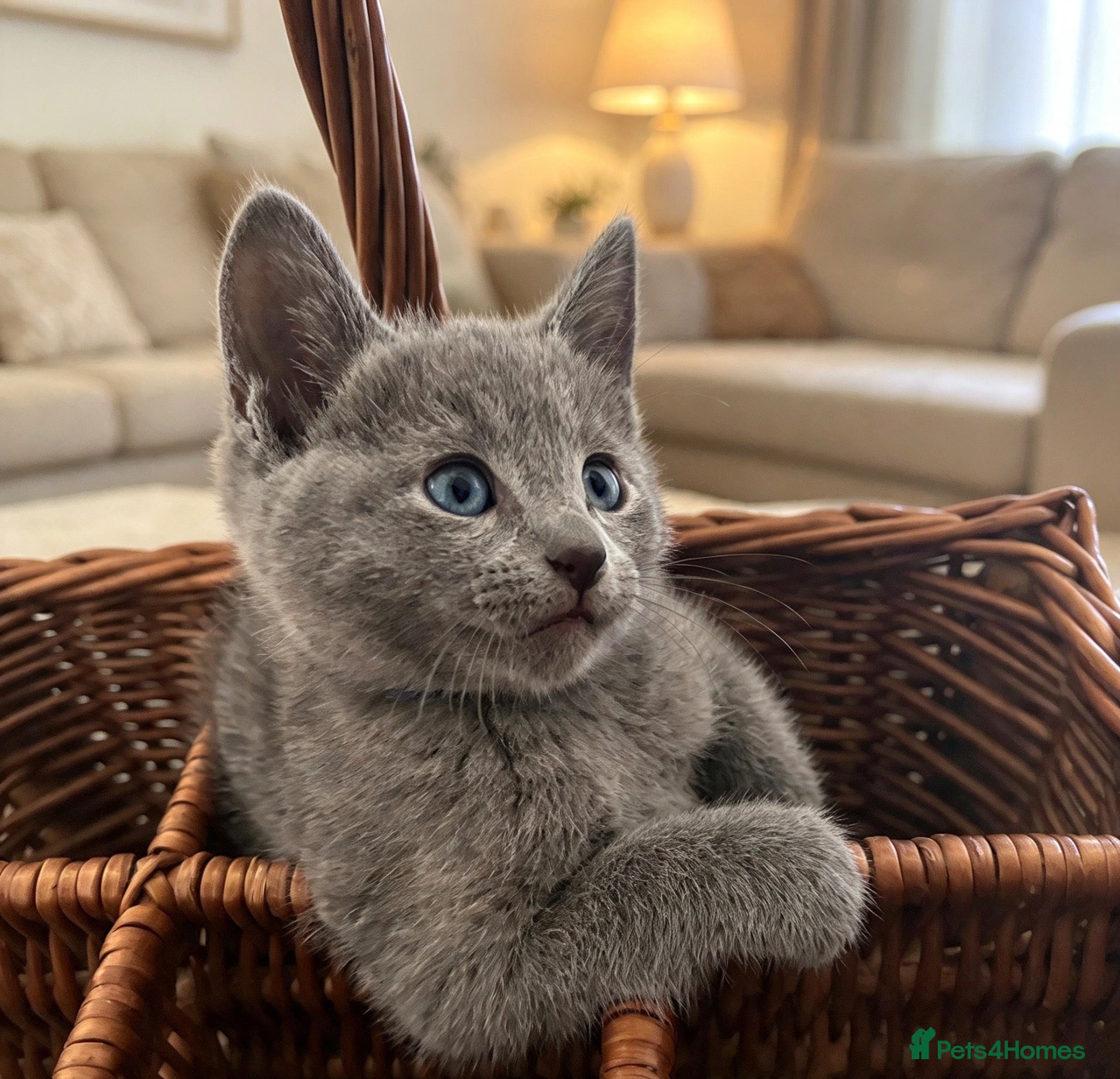 Russian Blue cats TOP PEDIGREE RUSSIAN BLUE KITTENS 🐱 - Advert 1