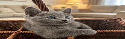 Russian Blue cats for sale: TOP PEDIGREE RUSSIAN BLUE KITTENS 🐱 - Advert 3