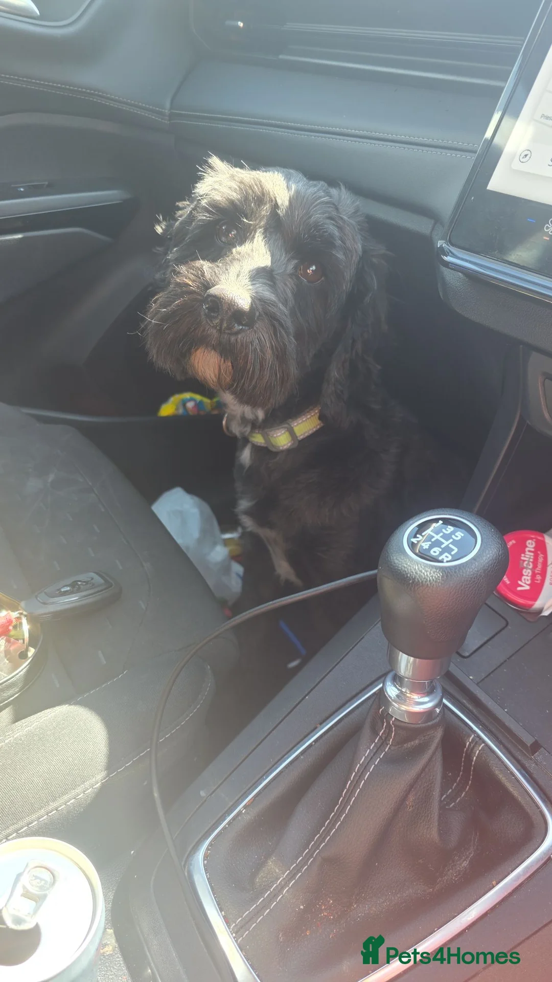 Cockapoo dogs for sale: Bingo the cockapoo  in Runcorn - Advert 2