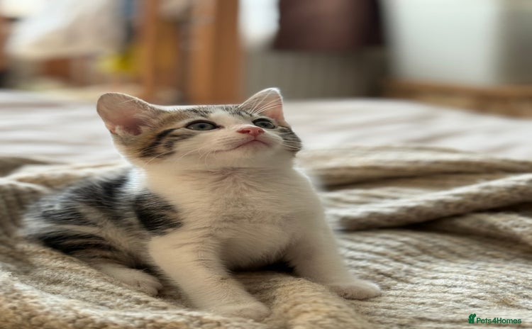 Mixed Breed cats - Advert 8