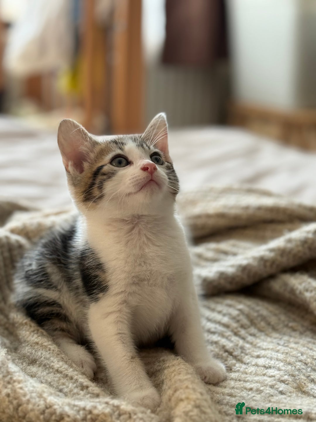 Mixed Breed cats for sale: 🐾 Adorable Kittens Looking for Loving Homes 🐾 - Image 1